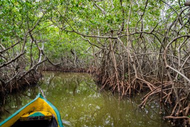 Cartagena 'nın Mangrove Bataklığı, Kolombiya' dan bir manzara