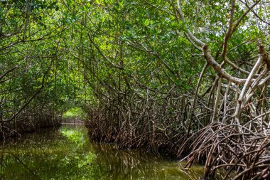 Cartagena 'nın Mangrove Bataklığı, Kolombiya' dan bir manzara