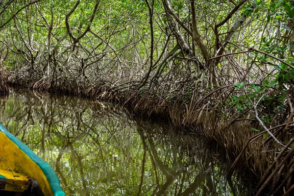 Cartagena 'nın Mangrove Bataklığı, Kolombiya' dan bir manzara