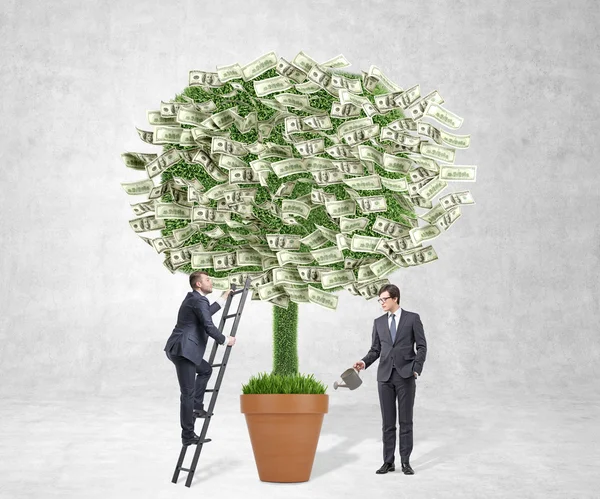 Empresario regadera con árbol de dinero, otro hombre de negocios escalando escalera a árbol. Fondo de hormigón. Concepto de beneficio . — Foto de Stock