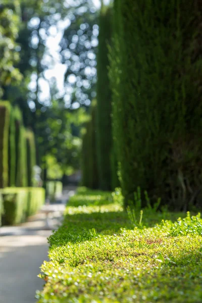 Green park — Stock Photo, Image