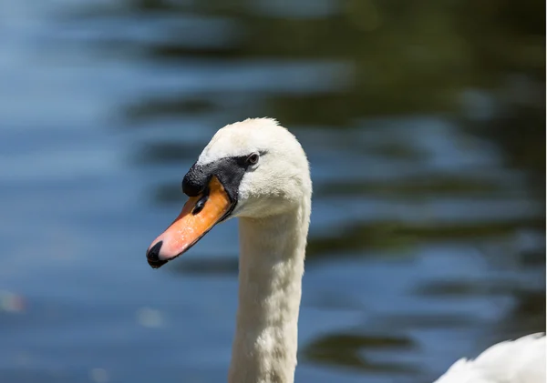 Swan — Stock Photo, Image