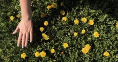 Kız, çayırda yüksek otların arasında yürür ve eli güneşin ışınlarında kulakların tepesine dokunur..