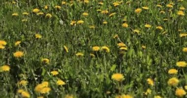 Sarı karahindiba çiçekleri güneş ışığında çayır. Rüzgarda savrulan sarı karahindiba tarlası.