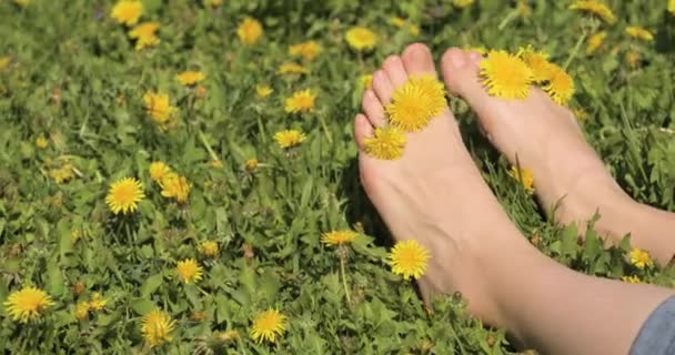 Pernas na grama com flores entre os dedos dos pés se movem, e tomar sol. Pés de mulher na grama de verão verde com flores amarelas — Vídeo de Stock