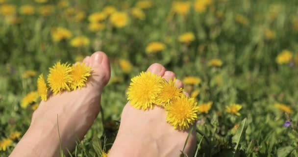Nogi w trawie z kwiatami między palcami poruszają się i opalają. Kobieta nogi na zielonej trawie letniej z żółtymi kwiatami — Wideo stockowe