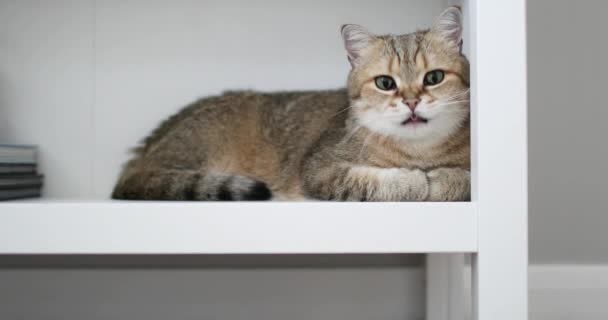 Beautiful cute cat is lying on the shelf of a bookcase. Close-up. — kuvapankkivideo