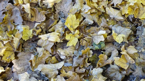 Ein Teppich Aus Abgefallenen Herbstblättern Braun Gelb Hintergrundbild — Stockfoto