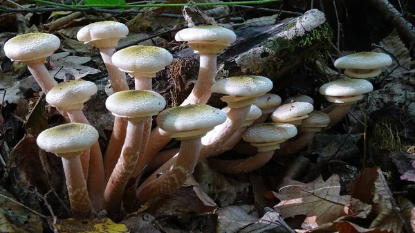 Mushroom family of royal honey agarics in the forest on the stump of an old tree. — Stock Image Mushroom Family Royal Honey Agarics Forest Stump Old Tree Stock Photo