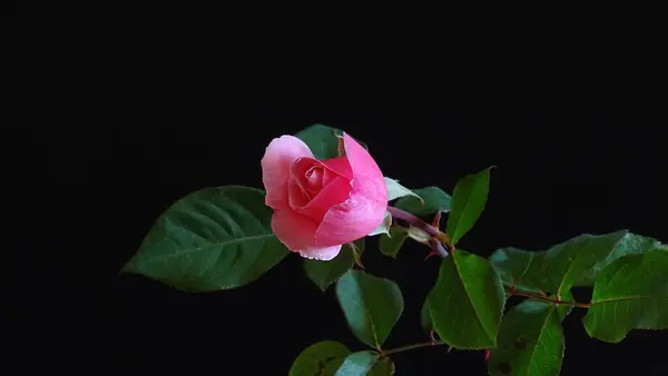 Rose Roze Met Groene Bladeren Een Zwarte Achtergrond — Stockfoto