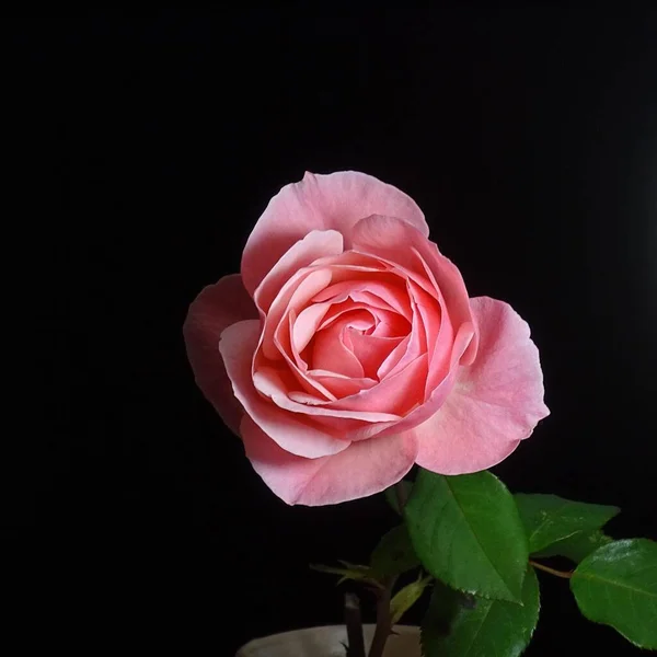 Pink rose with green leaves on a black background.