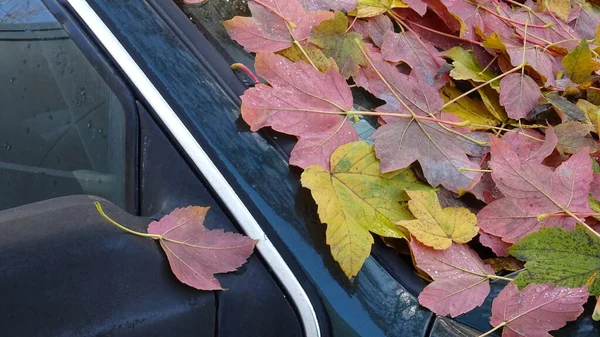 Farbige Herbstblätter Auf Spiegel Und Windschutzscheibe — Stockfoto