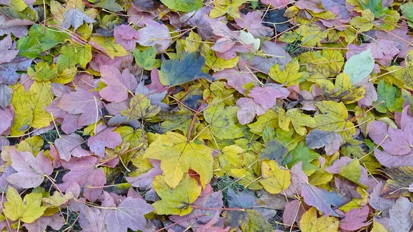 Χρωματιστά Φθινοπωρινά Φύλλα Σκέπασαν Έδαφος Χαλί — Φωτογραφία Αρχείου