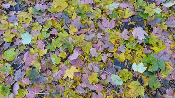 Цветные Опавшие Осенние Листья Покрыли Землю Ковром — стоковое фото