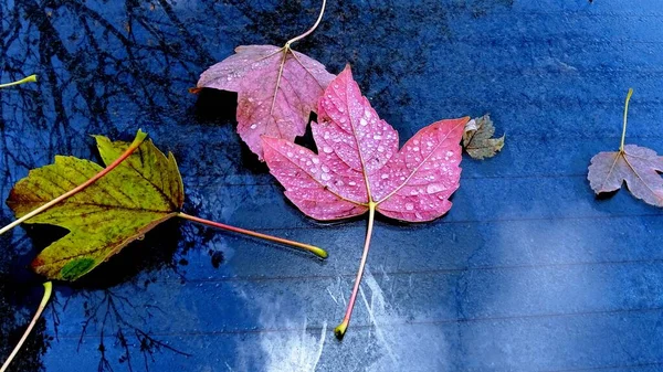 Geschnitzt Farbige Gefallene Herbstblatt Auf Einem Autoglas Spielen Mit Farben — Stockfoto