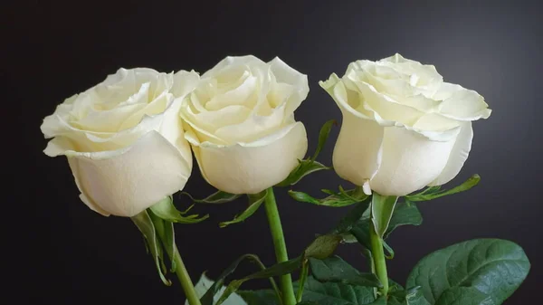 黑色背景上的三朵娇嫩的白玫瑰 — 图库照片