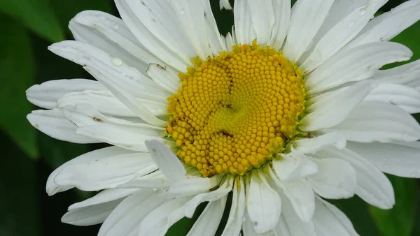 Camomille Jardin Gros Plan Les Pétales Sont Blancs — Photo