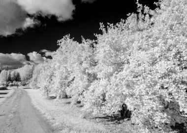 Ağaçlar ve çayırlar, muhteşem kümülüs bulutları, kızılötesi filtre, kızılötesi fotoğrafla çekilmiş sıra dışı gerçeküstü manzara.