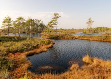 Bataklık manzarası, sonbaharda boyanmış bataklık bitkileri, küçük bataklık gölleri, küçük bataklık çam ağaçları, çimenler, yosun kaplı adalar, Kodaja bataklığı, Letonya
