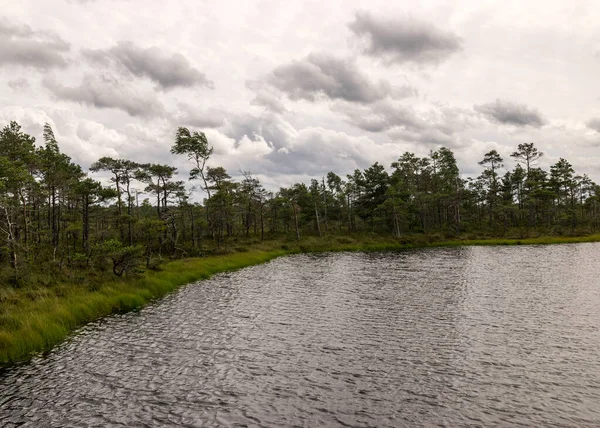 Paisaje Verano Ventoso Lago Pantano Viento Turbulencia Agua Del Lago —  Fotos de Stock