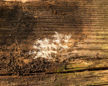 Eski ahşap bir bankta soyut beyaz liken, arka plan için uygun, duvar kağıdı