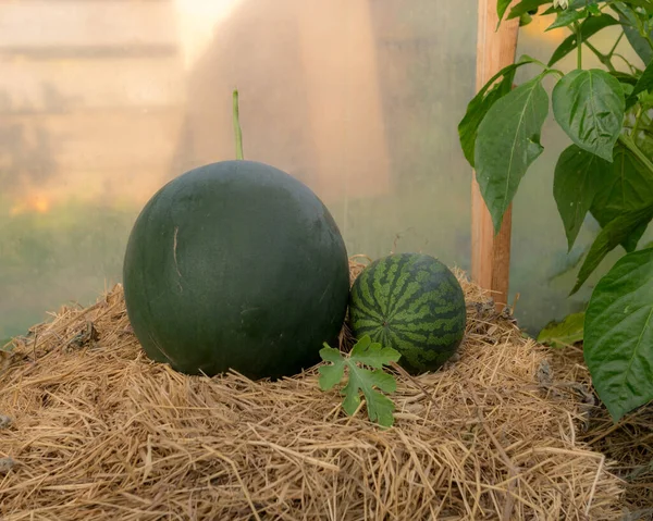 Komposition Mit Wassermelonen Auf Dem Heuhaufen Gewächshaus Erntezeit Herbstgarten — Stockfoto
