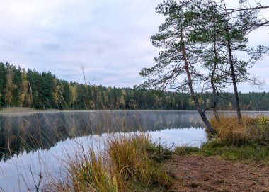 Arka planda, sonbahar sabahının erken saatlerinde küçük bir bataklık gölü, göl yüzeyinde sis, ön planda kuru otlar, suda ağaç yansımaları, bulutlu gökyüzü, sonbahar manzarası.