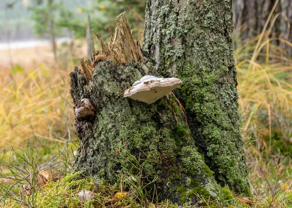Höst Landskap Från Skogen Torra Blad Torrt Gräs Och Mossa — Stockfoto