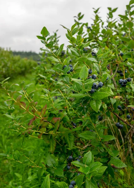 Landscape Blueberry Bushes Blueberry Field Berry Picking Time Autumn — Stock Photo, Image
