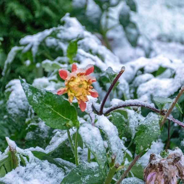 landscape with the first snow in the garden, snow on flowers and green grass, autumn time