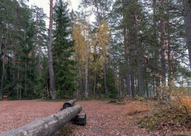 Ormandan gelen sonbahar manzarası, ormandaki basit piknik yerleri, orman yolundaki kuru yapraklar, kuru otlar ve yosunlar, düşen ağaç dalları, sonbahar zamanı.