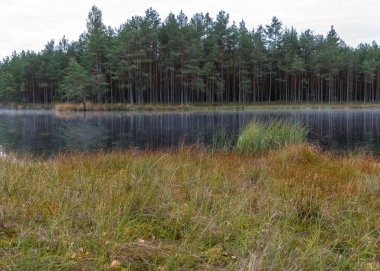 Sonbahar sabahının erken saatlerinde küçük bataklık gölü, göl yüzeyinde sis, ön planda kuru çimenler, suda ağaç yansımaları, bulutlu gökyüzü, sonbahar manzarası.