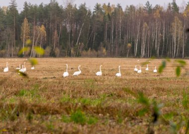Tarım arazisi manzarası ve ağaçların ve çalıların arasından geçen beyaz kuğu sürüsü, sonbahar zamanı