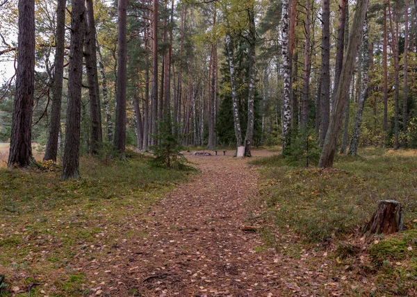 Осенний Пейзаж Леса Сухие Листья Лесной Тропе Сухая Трава Мох — стоковое фото