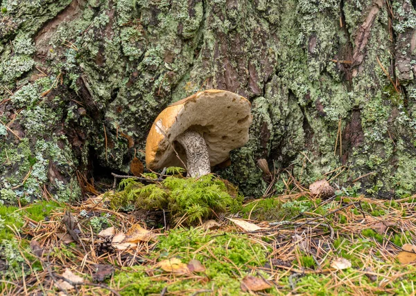 Őszi Táj Erdőben Gomba Erdei Növényzet Hátterében Ősz Erdőben — Stock Fotó