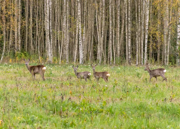 Jelenie Skraju Lasu Czas Jesienny Zarośnięta Łąka Bagienne Brzozy Tle — Zdjęcie stockowe