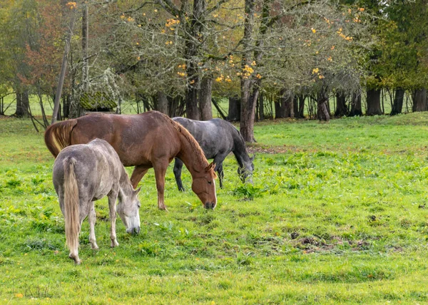 Landschaft Mit Drei Verschieden Farbigen Pferden Pferden Die Gras Fressen — Stockfoto
