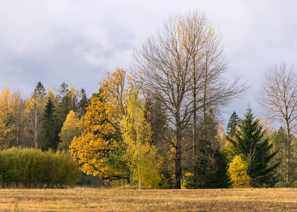 Осень Пейзаж Красочными Желтыми Деревьями Заднем Плане Поле Переднего Плана — стоковое фото