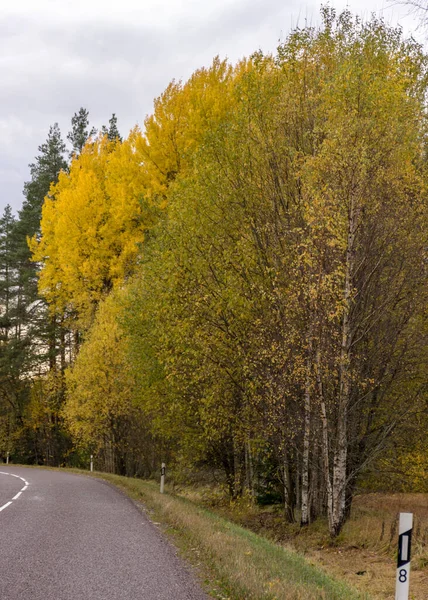 Осенний Пейзаж Красочными Желтыми Деревьями Заднем Плане Грунтовая Дорога Переднем — стоковое фото