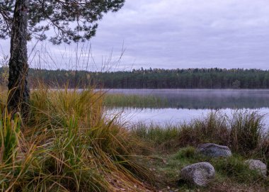Arka planda, sonbahar sabahının erken saatlerinde küçük bir bataklık gölü, göl yüzeyinde sis, ön planda kuru otlar, suda ağaç yansımaları, bulutlu gökyüzü, sonbahar manzarası.