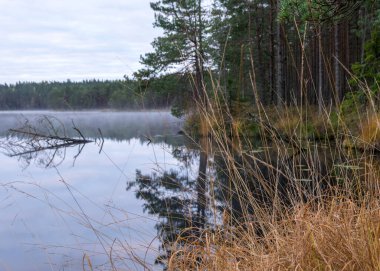 Arka planda, sonbahar sabahının erken saatlerinde küçük bir bataklık gölü, göl yüzeyinde sis, ön planda kuru otlar, suda ağaç yansımaları, bulutlu gökyüzü, sonbahar manzarası.