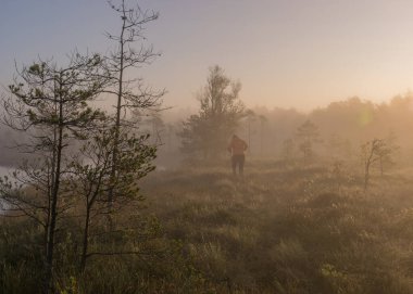 Sabah sisli bataklık manzarası, bulanık bataklık çam hatları, bataklık bitkisi, bataklıkta gün doğumu, Madiesenu bataklığı, Dikli, Letonya