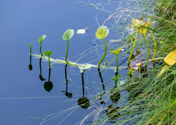 Folhas Aquáticas Verdes Água Reflexões Lago Pântano Tempo Outono — Fotografia de Stock
