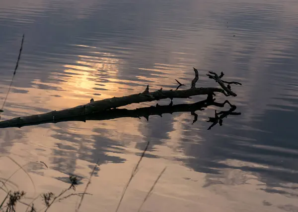 Мертвый Ствол Дерева Ветви Воде Отражения Болотное Озеро Осеннее Время — стоковое фото