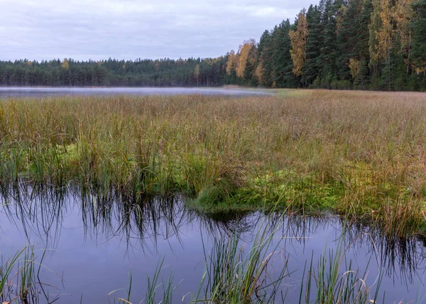 Bakgrunden Liten Myrsjö Tidigt Hösten Morgon Dimma Sjöns Yta Torrt — Stockfoto