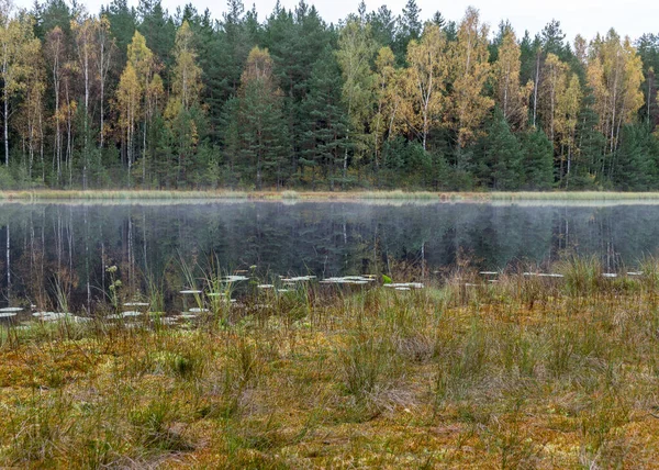 Μικρή Λίμνη Βάλτων Νωρίς Πρωί Του Φθινοπώρου Ομίχλη Στην Επιφάνεια — Φωτογραφία Αρχείου