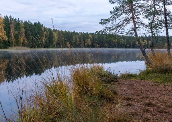 Tle Małe Bagniste Jezioro Wczesną Jesienią Rano Mgła Powierzchni Jeziora — Zdjęcie stockowe