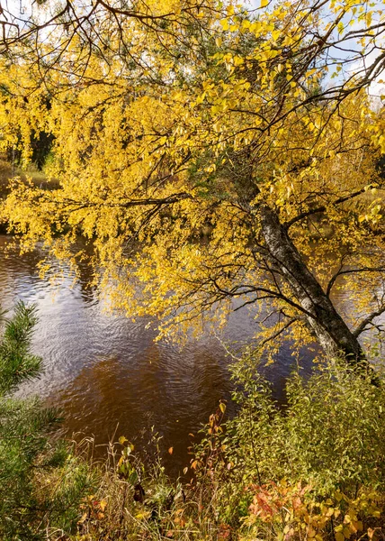Осенний Пейзаж Желтой Березой Дерево Согнутое Над Рекой Река Гауя — стоковое фото