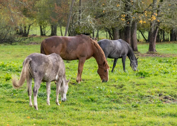 Landschaft Mit Drei Verschieden Farbigen Pferden Pferden Die Gras Fressen — Stockfoto