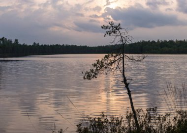 Sonbahar manzarasının arka planındaki çam dalları bataklık gölü, göldeki bulanık ağaç yansımaları, sonbahar zamanı, Letonya
